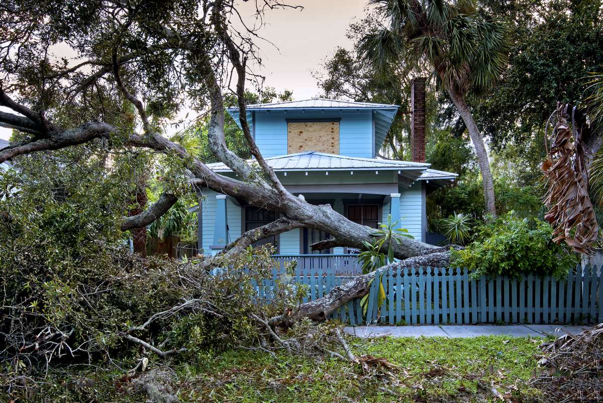 Hurricane Winds Knock Down An Oak Tree (Hurricane Irma)